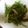 クックQP21M6☆'s cooksnap of when they made 菜の花のからし酢味噌和え.