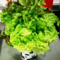 ♪みえ♪'s cooksnap of when they made 【一週間もたせる】サニーレタスの保存方法.