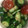 やーしー's cooksnap of when they made トマト と キュウリ の ごま ぽん酢.