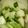 ひとみん0921's cooksnap of when they made かぶの漬物.
