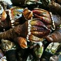 ピン9ノン's cooksnap of when they made 魚屋直伝！フラダンスな亀の手.