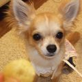 tommy 0304's cooksnap of when they made ◆愛犬のおやつ　さつま芋おからクッキー◆.
