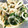 かずこ☆'s cooksnap of when they made ねぎと白滝+鶏皮の炒めもの.