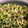 クックTH8ONK☆'s cooksnap of when they made ゴマ香る～ 幼児OK!小松菜ふりかけ.