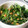 ひなたこやき's cooksnap of when they made 納豆やさん頑張って！ほうれん草と納豆.