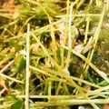 ★キスマイLOVE★'s cooksnap of when they made アイスプラントと豆苗のシーチキンサラダ.