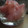 ナチクマ's cooksnap of when they made 新しょうがとみょうがのサワー漬.