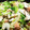 TOM33TOM's cooksnap of when they made 簡単！筍と春キャベツと鮭の塩昆布炒め.