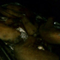 u_mi_n's cooksnap of when they made トースターで簡単２★焼鳥屋風手羽先塩焼き.
