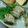 POM4646's cooksnap of when they made 太刀魚の柚子胡椒醤油漬け焼き.
