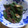 ひトみ's cooksnap of when they made 簡単☆おくらのおかか和え.