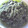 かっぱ兄弟's cooksnap of when they made 我が家のジェノベーゼ♪ソース.