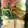 クックZ69KDS☆'s cooksnap of when they made トマトとアボガドのマヨわさサラダ.