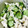 クックAあめちゃん★'s cooksnap of when they made 簡単にもう一品☆ササミと胡瓜の胡麻酢和え.