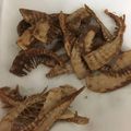 コズミ's cooksnap of when they made 筍の素揚げ.