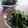 クックZ80X50☆'s cooksnap of when they made 菜の花のからし和え.