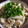 tutocook's cooksnap of when they made 蓮根の昆布茶と明太子マヨ和え☆彡.