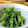 1630412's cooksnap of when they made ★春菊のマヨ味噌ごま和え★.