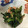 ガッツキ虫's cooksnap of when they made ５分で楽勝♪絶品☆法蓮草とツナのお浸し.