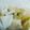 SYNDY's cooksnap of when they made 簡単で美味しいカブの漬けもの.