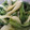 せっちょって。's cooksnap of when they made 定番　わけぎのぬた.