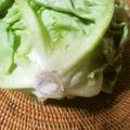 Jaye's cooksnap of when they made レタス　しゃきしゃき　保存法.