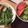 ﾌﾞﾚﾝﾀﾞ's cooksnap of when they made ＊香りが満載！和の食材で作るサラダ＊.