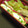 nosso's cooksnap of when they made ごま油香るオイスターソースの厚焼き玉子.