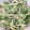 riepiyon92's cooksnap of when they made 芹と牛蒡のサラダ.