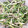 riepiyon92's cooksnap of when they made 芹と牛蒡のサラダ.
