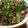 サトモユリア's cooksnap of when they made ピーマンと豚肉の味噌炒め.