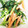みい56's cooksnap of when they made 鶏ささみと三つ葉の簡単ピリマヨサラダ.