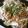 sumirenore's cooksnap of when they made アレンジうま焼きそば.