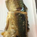 むこここ's cooksnap of when they made 給食風♡さばの味噌煮.