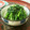 ヒさポン's cooksnap of when they made めんつゆで簡単！春菊のごま和え.