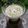 mielle's cooksnap of when they made パセリが入ったフルーツスムージー♡.