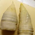 ☆こまっと☆'s cooksnap of when they made 筍の茹で方.