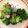 クックZ8J4H4☆'s cooksnap of when they made ブロッコリーの切り方と茹で方.