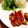 monchan♪♪'s cooksnap of when they made 鶏の照り焼き(基本）.