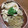 Tropicana✧'s cooksnap of when they made ふきとタケノコの一緒煮.