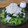 ダイナマイト漆黒's cooksnap of when they made さっぱり水菜と大根おろしのしらすサラダ.
