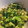 miiko大好き's cooksnap of when they made かぶの葉 おかか炒め.