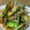 ★きょうか★'s cooksnap of when they made 豚肉と野菜炒め.