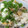 バイソンまっく's cooksnap of when they made ☺美味しいよ♪あさりの炊き込みご飯.