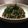 こん＾＾'s cooksnap of when they made 納豆と豚肉のピリ辛炒め.