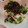 cocoりえ's cooksnap of when they made 長芋ととんぶりの梅肉和え.