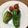 かせぃじん's cooksnap of when they made うまい！　簡単！　創作　ピーマン肉詰め.