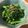 yukiherb's cooksnap of when they made オモニ♬大根間引き菜で胡麻たっぷりナムル.
