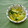 *ひろみ*'s cooksnap of when they made たくあんときゅうりの和え物.