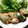 とりてんちゃん's cooksnap of when they made とり胸肉のピカタ☆梅肉としその包み焼き☆.